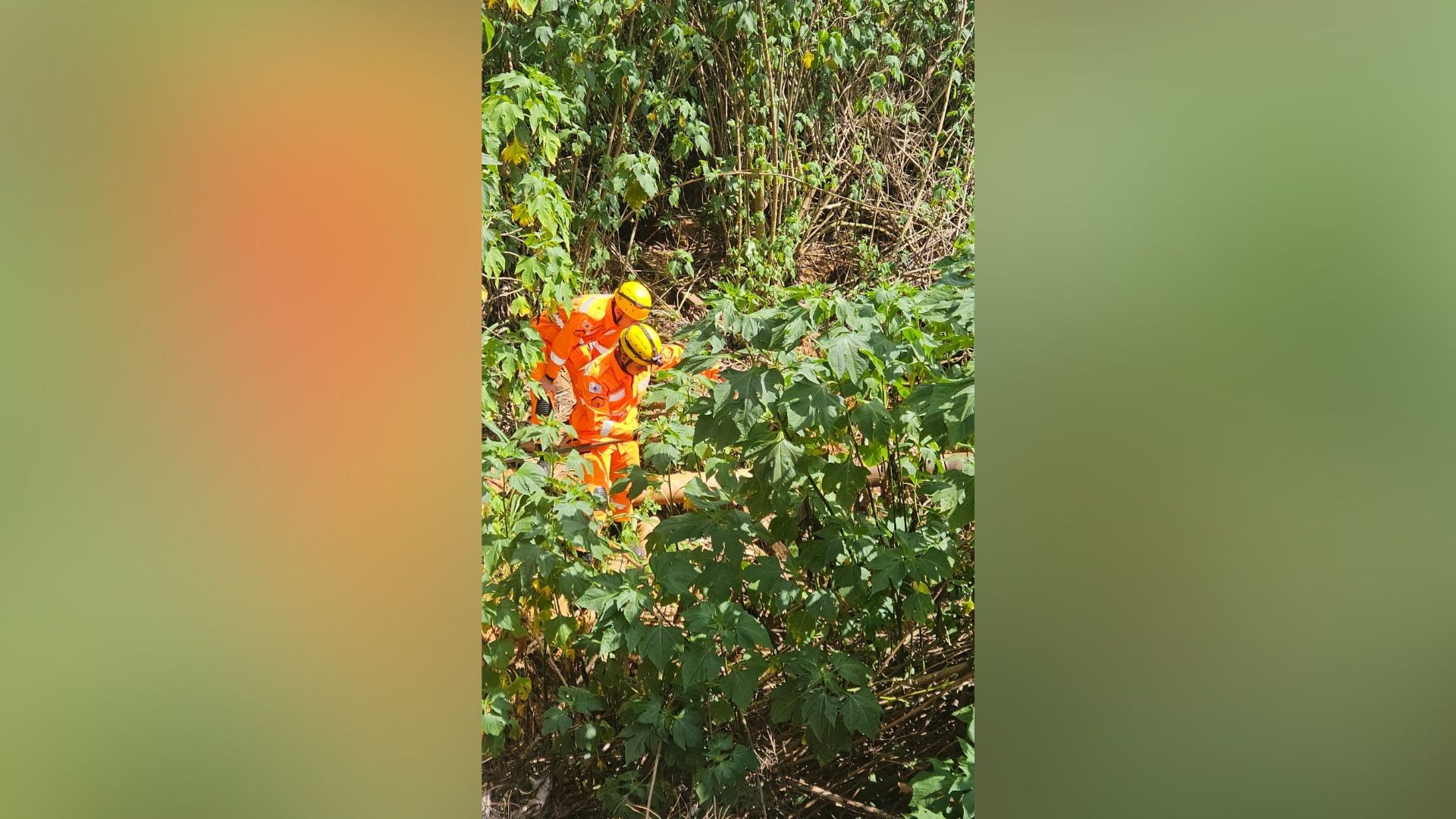 Surdo e cego, cão idoso cai em buraco de 3 metros e consegue ser resgatado em MG