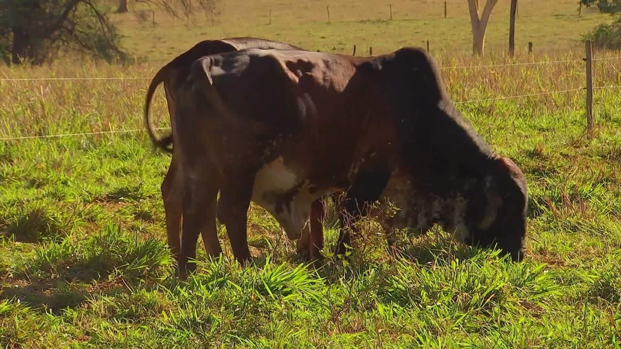 Infestação de mosca-do-estábulo provoca mortes de animais e causa prejuízos a pecuaristas em SP