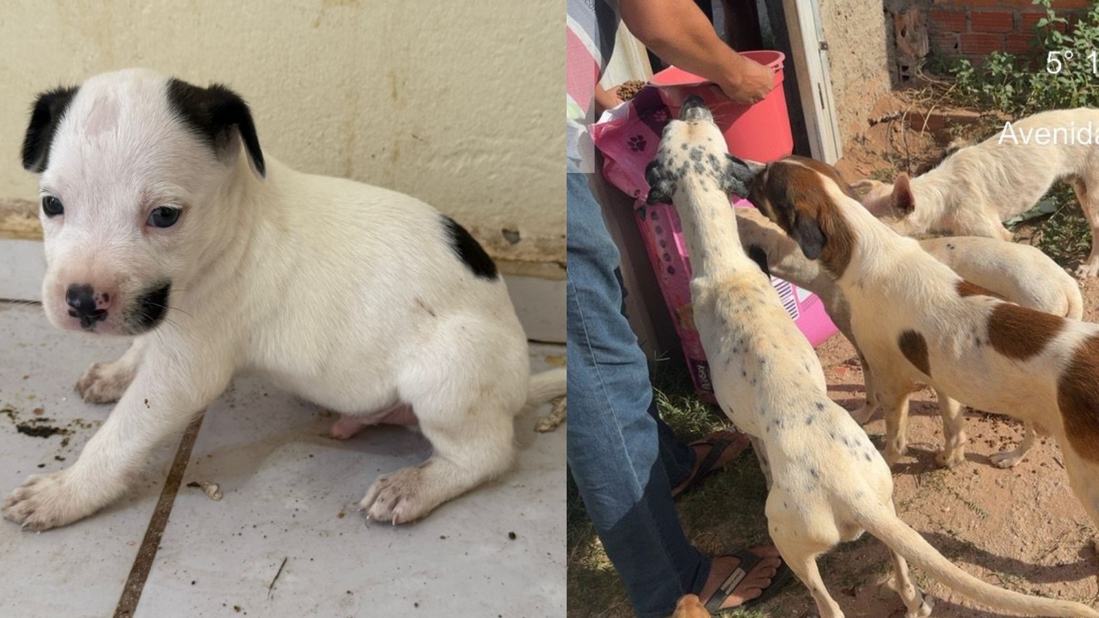 Nove cachorros são resgatados após uma semana sem água e comida no PI; suspeita de abandono está foragida