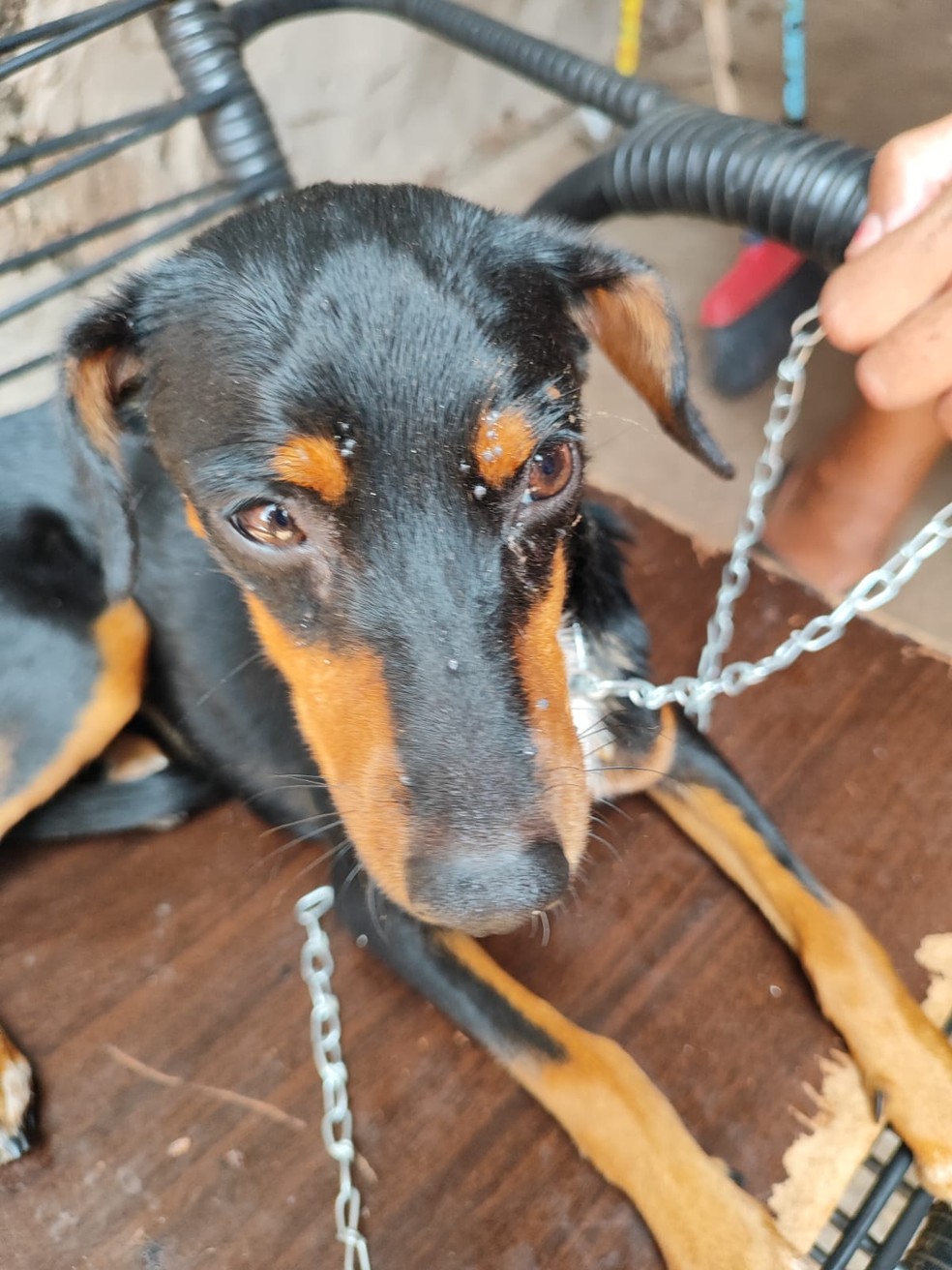 Na residência, os agentes encontraram três cães presos a correntes muito curtas — Foto: Polícia Ambiental