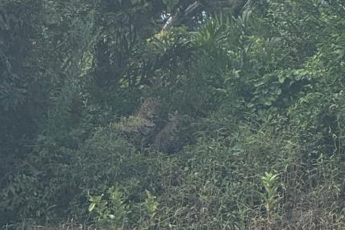 VÍDEO: Família de onça-pintada é flagrada atravessando o Rio Paraguai no Pantanal 