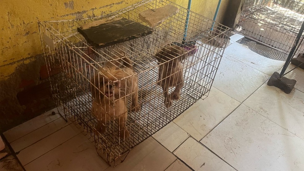 Após o resgate, os cães foram entregues a uma entidade, que cuidará deles até a conclusão do processo. — Foto: Polícia Militar/ Divulgação