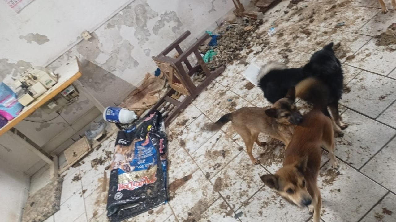 Cadeirante é encontrada abandonada em casa com urina, fezes e 30 animais vivos e mortos em SC