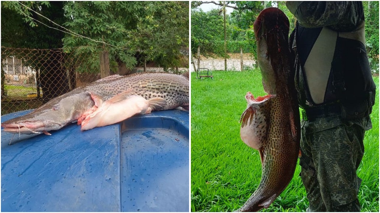 Polícia apreende 58 kg de peixe no interior de SP; cerca de 40 idosos receberam como doação