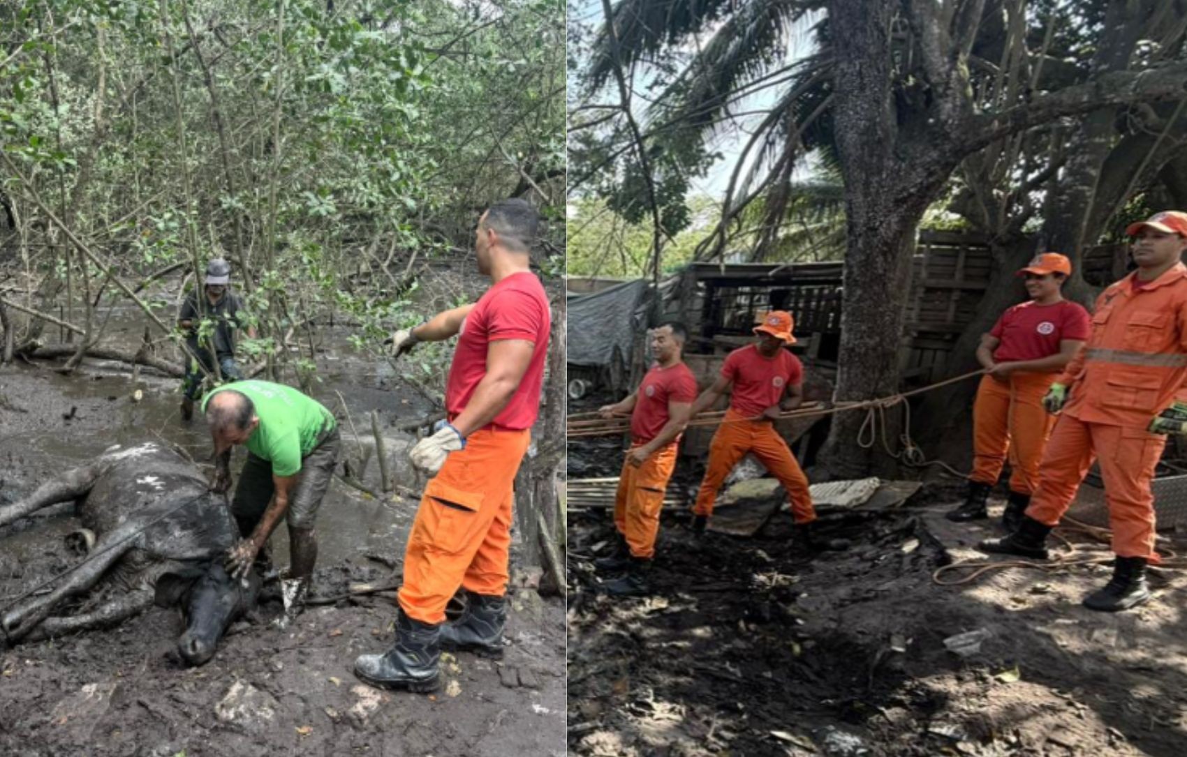 Vaca é resgatada após atolar em área de mangue em Nossa Senhora do Socorro