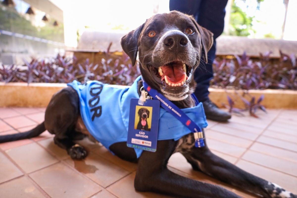Cachorro resgatado de maus-tratos é 'contratado' por prefeitura do PR para ajudar em trabalho emocional com crianças e idosos