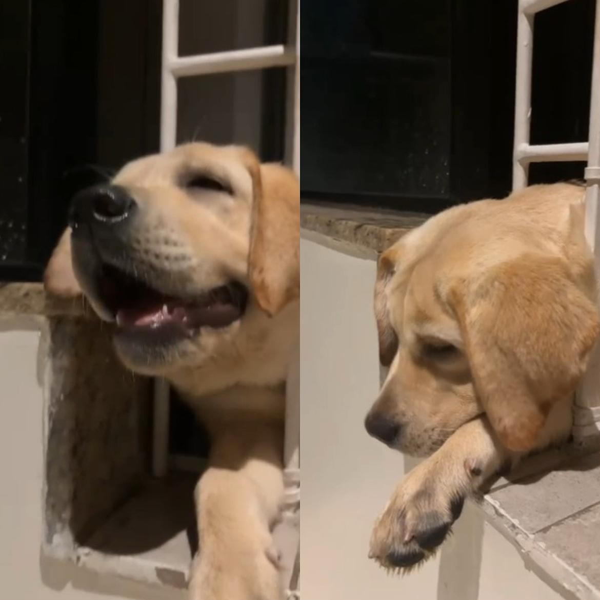 Filhote de labrador fica preso em grade é resgatado por bombeiros na Barra da Tijuca; VÍDEO