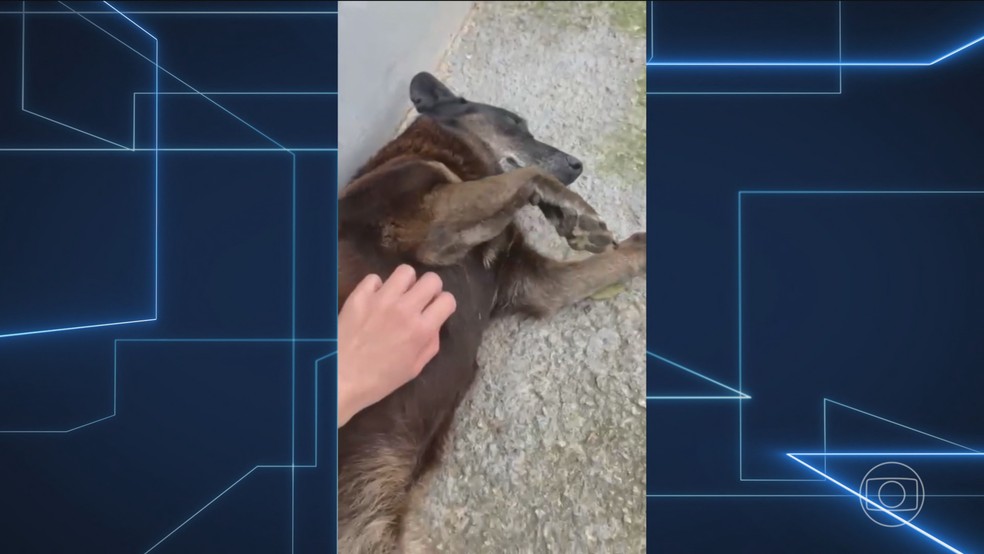 Parentes de adolescentes suspeitos de matar cachorro Orelha são indiciados por coação de testemunha em Florianópolis — Foto: Jornal Nacional/ Reprodução