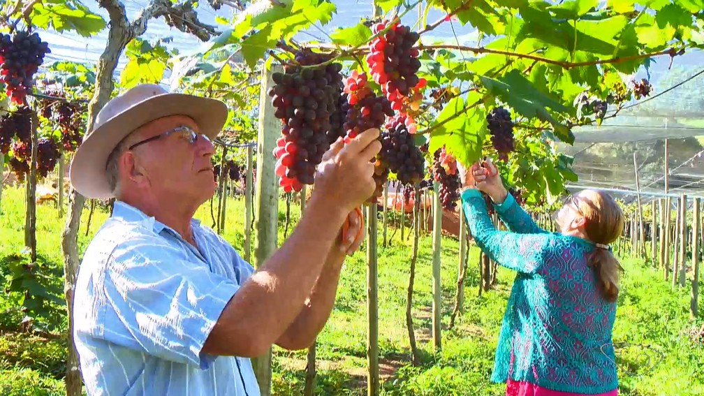 Casal de Santa Teresa, no Espírito Santo, já cultiva uvas há mais de 30 anos — Foto: Reprodução/TV Gazeta
