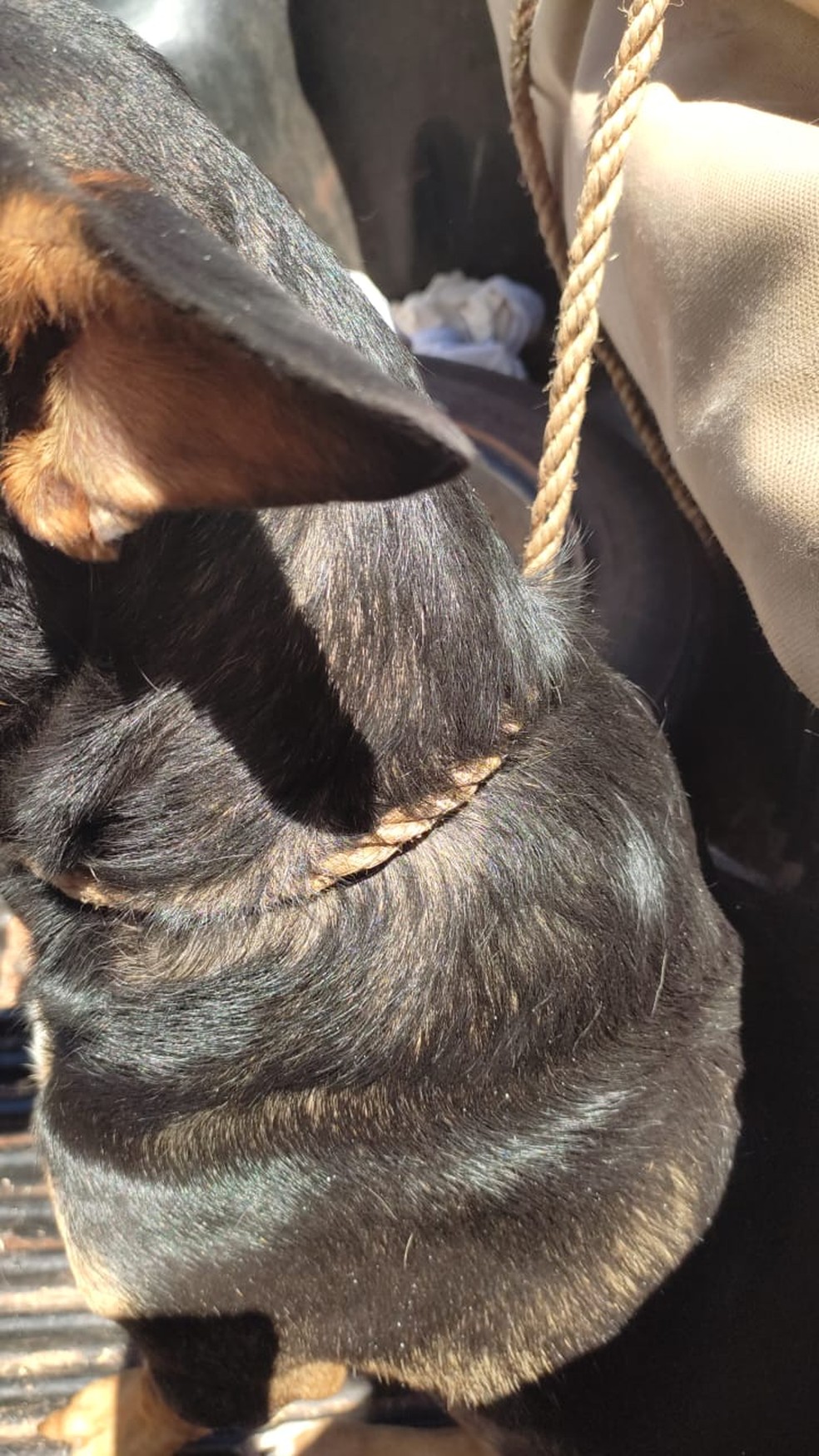 Animal foi encontrado amarrado em uma carroceria, em Presidente Prudente (SP) — Foto: Polícia Ambiental