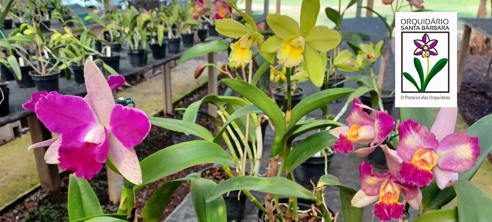 14º Festival de Orquídeas no Orquidário Santa Bárbara