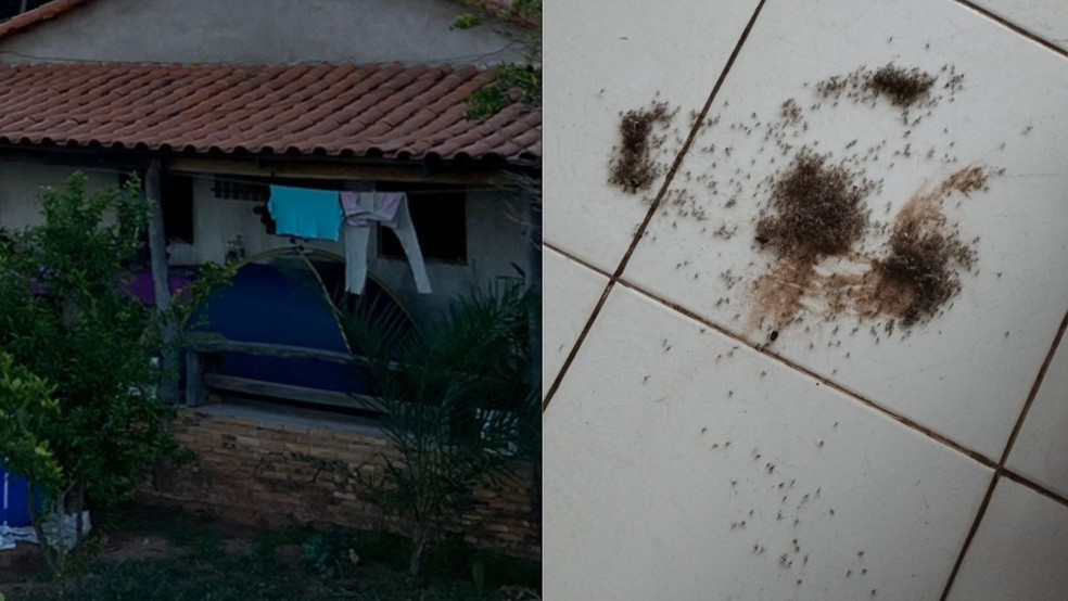 Comunidade Tauá João Pinheiro enfrenta onda de pernilongos — Foto: JP Agora/Divulgação