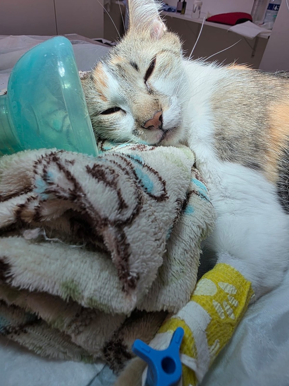 Gata passa por atendimento veterinário e, depois que se recuperar, será colocada para adoção responsável — Foto: PCPR