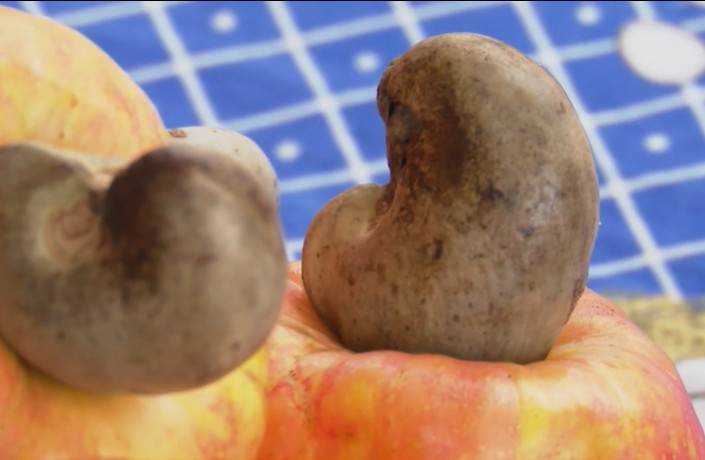 Agricultores de assentamento investem em cultivo sustentável de caju, no Litoral Norte da Paraíba