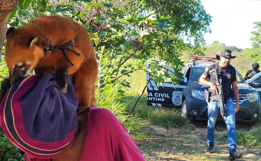 Quati criado como pet e mantido em coleira é resgatado pela polícia