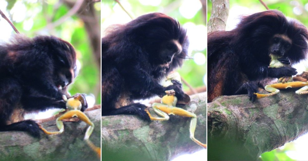 Mico Leao Dourado Comendo Mico Leão Dourado Fauna News