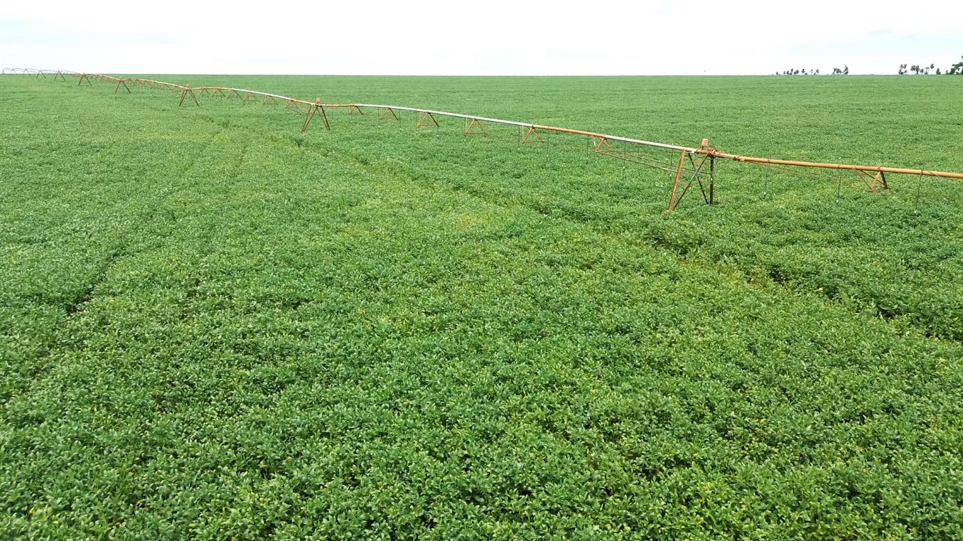 Safra recorde de grãos deve impulsionar a economia do Piauí em 2026, aponta IBGE