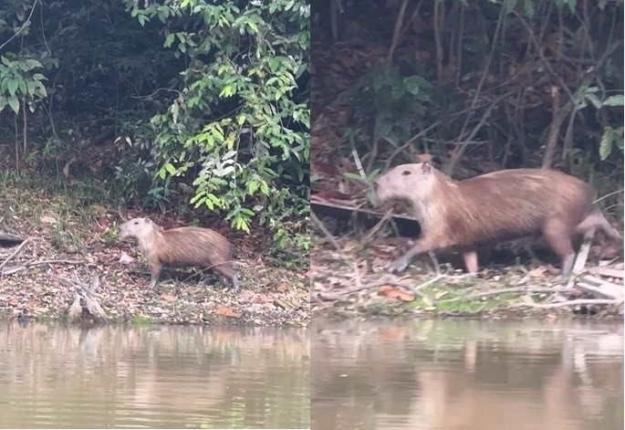 Capivara late? Pescador grava som do animal e vídeo gera curiosidade na internet 