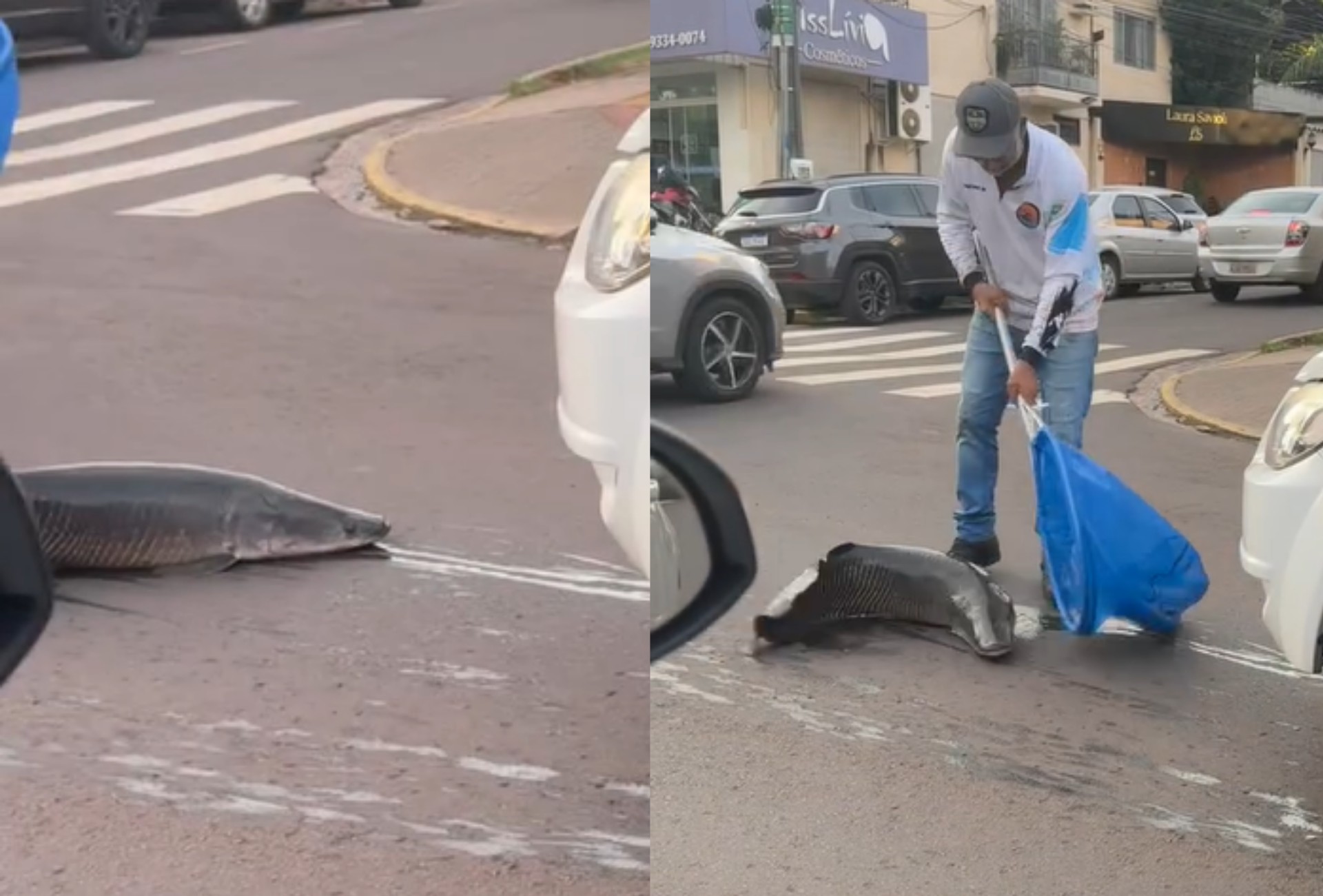 Pirarucu gigante 'foge' de transporte, cai no asfalto e vira atração em festa