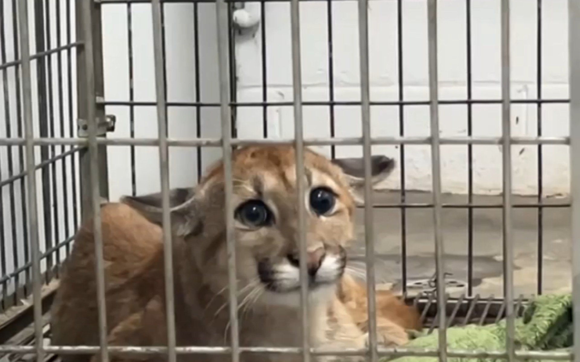 De onça-parda a araras e saguis: hospital veterinário se dedica à recuperação de animais silvestres no noroeste paulista