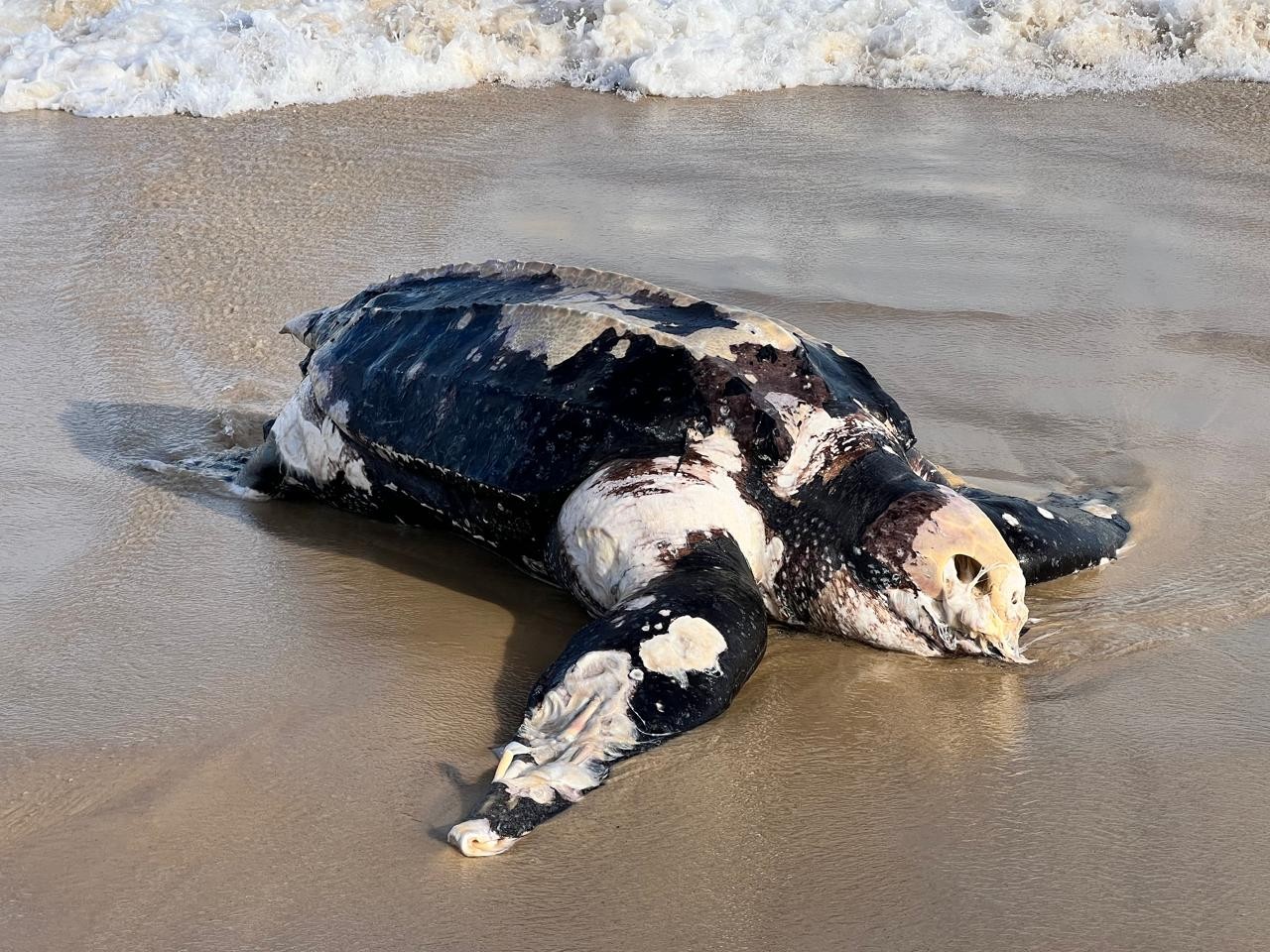 Tartaruga-de-couro é encontrada morta em Maricá, no RJ