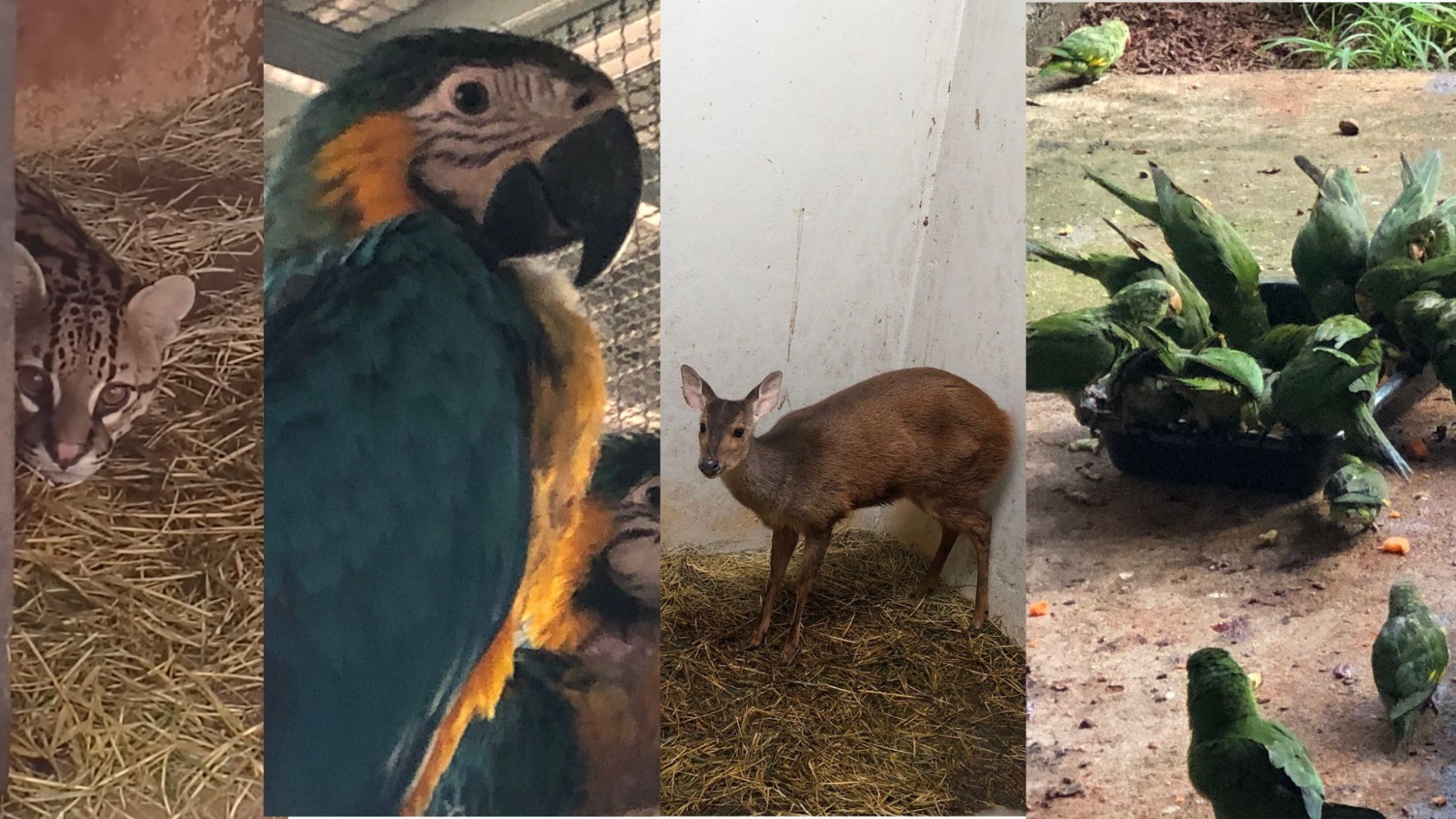 Saiba quais são os animais silvestres mais resgatados em Uberlândia