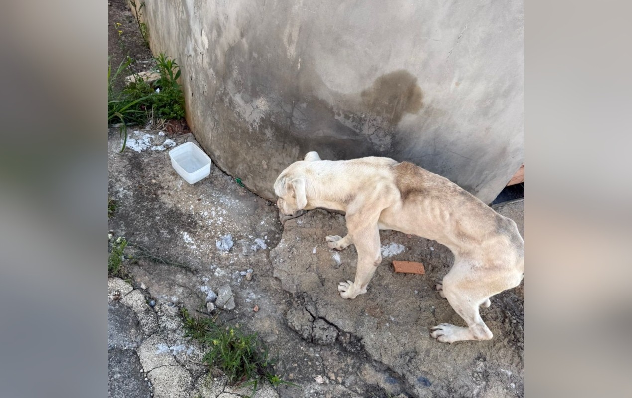 Após denúncia, cadela da raça boxer em situação de maus-tratos é resgatada das ruas no interior de SP