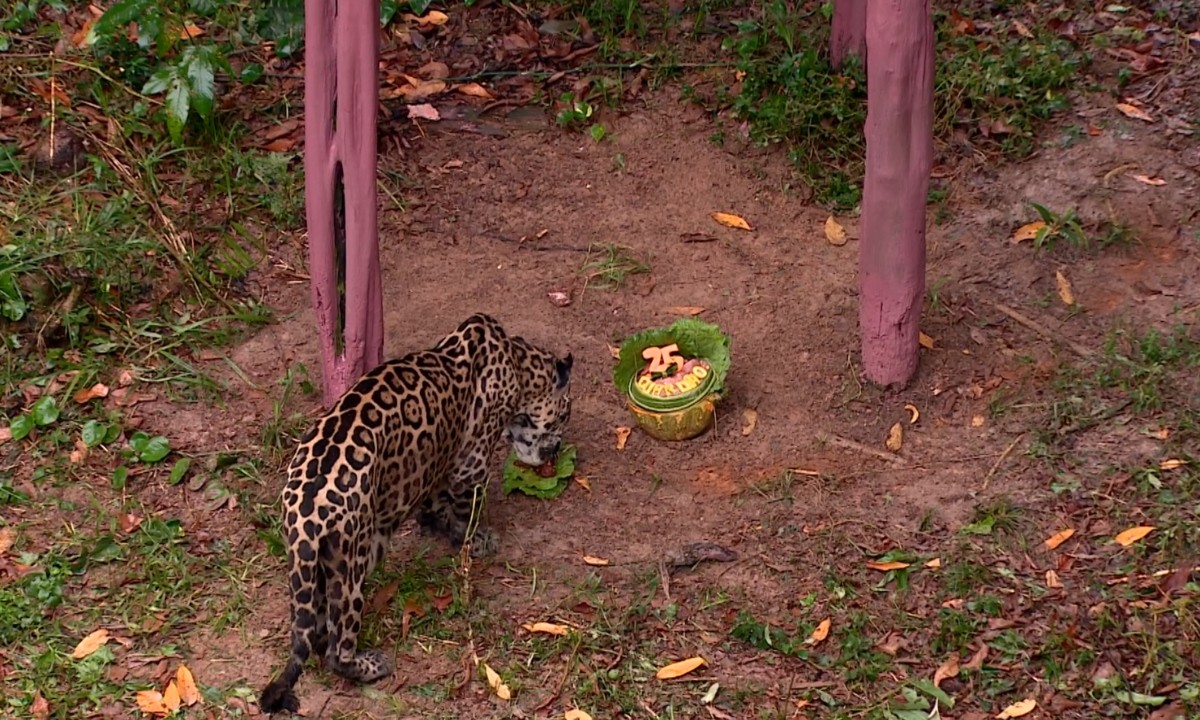 Onça mais velha em cativeiro do Brasil comemora 25 anos com festa e 'bolo de carne' em zoológico de Manaus