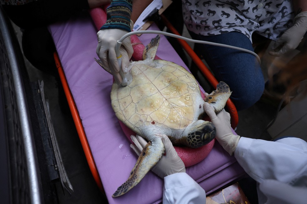 Tartaruga-marinha encontrada na Baía de Guanabara é submetida a ultrassom por pesquisadores da UFF — Foto: Pilar Olivares/Reuters
