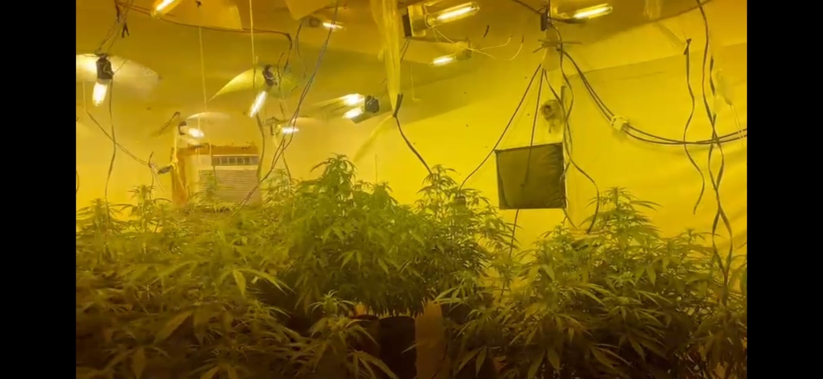 Polícia Civil apreende estufas com pés de maconha e prende dois em Nova Iguaçu