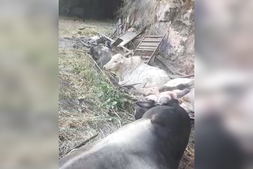 Apenas dois animais sobreviveram após carreta carregada com bois tombar em rodovia de Agudos — Foto: Reprodução/Redes sociais