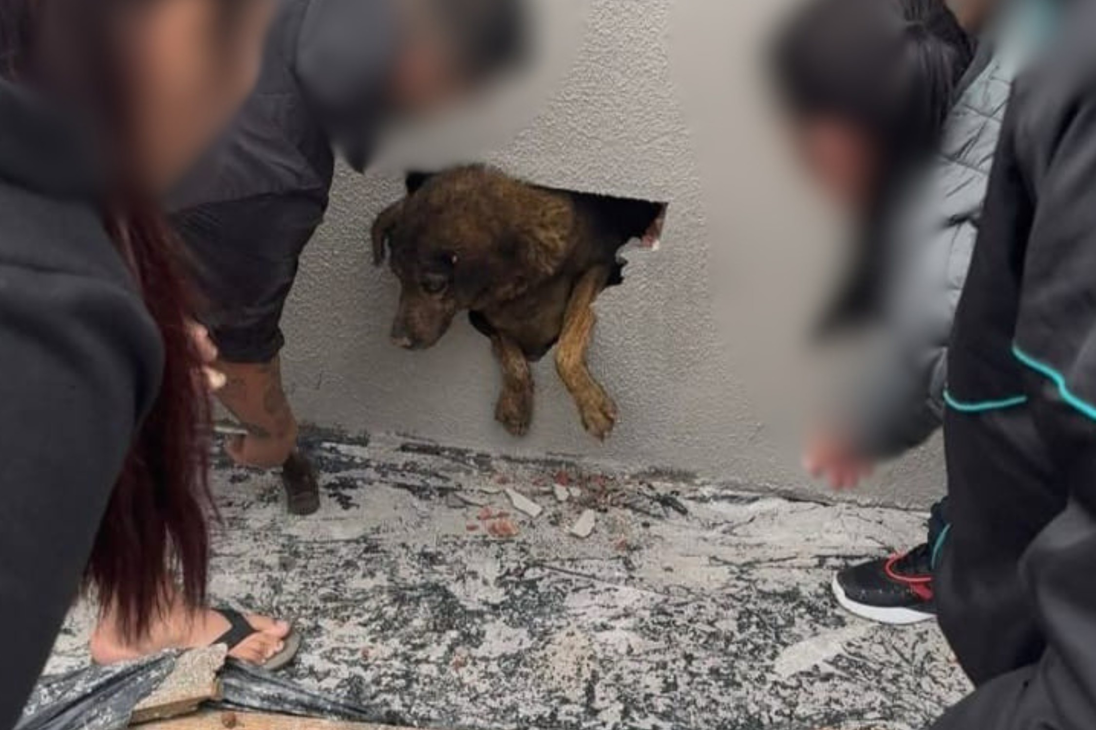 VÍDEO: vizinhos ouvem choro e encontram cadela desaparecida há mais de uma semana dentro de parede concretada em obra, no PR