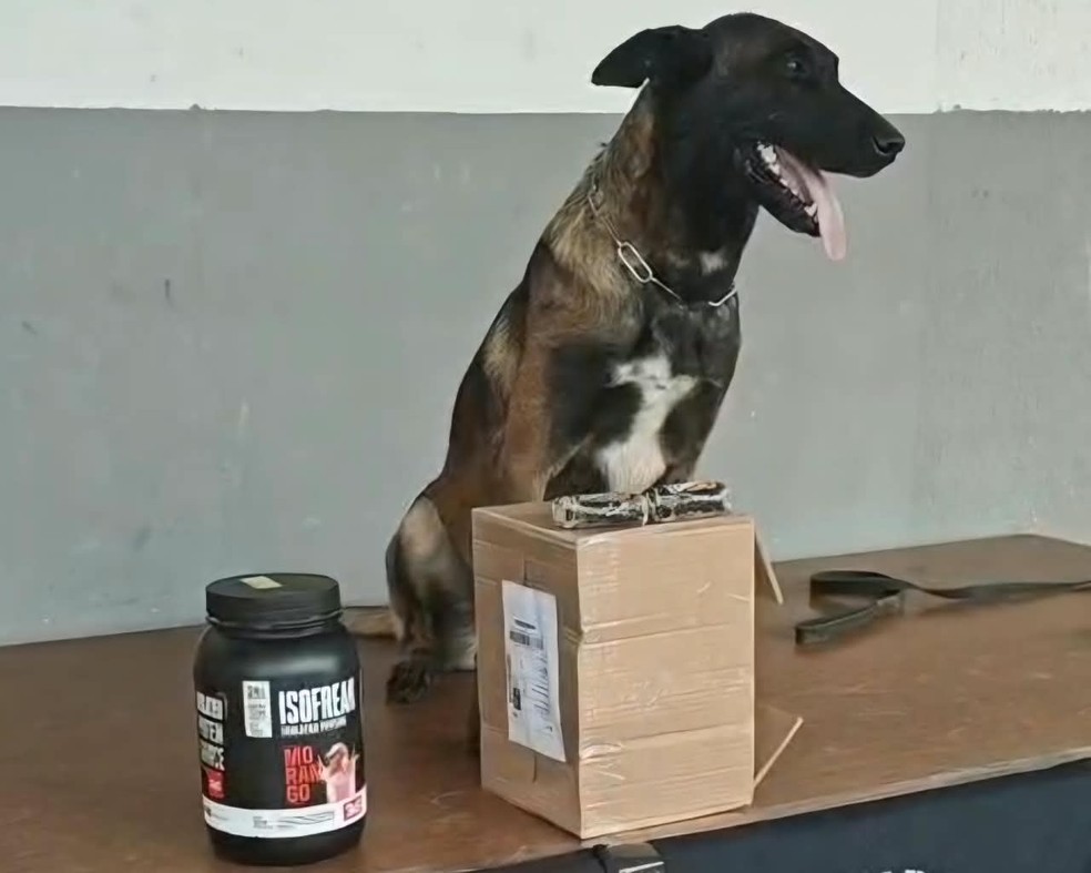 C&atilde;o farejador da pol&iacute;cia encontra droga escondida em pote de whey protein em RO &mdash; Foto: Divulga&ccedil;&atilde;o/PC-RO