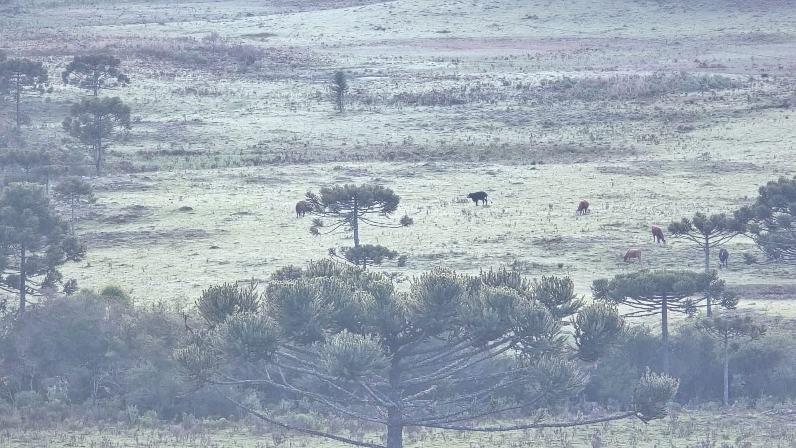 Em plena primavera, Serra de SC amanhece congelada com geada e mínima de -2°C