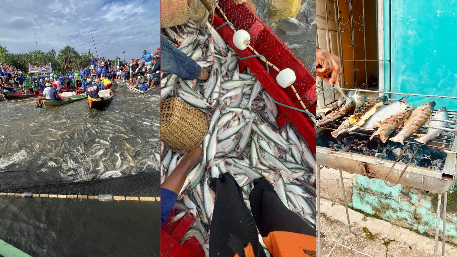 Tradicional pesca do mapará mobiliza centenas de pescadores no PA após 4 meses de proibição