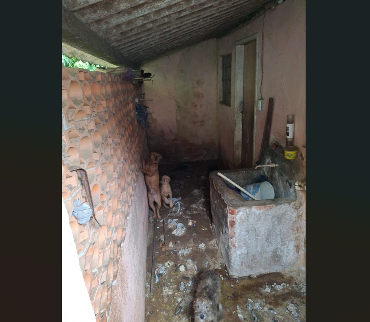 Mulher é presa em flagrante por maus-tratos a cachorro em Petrópolis