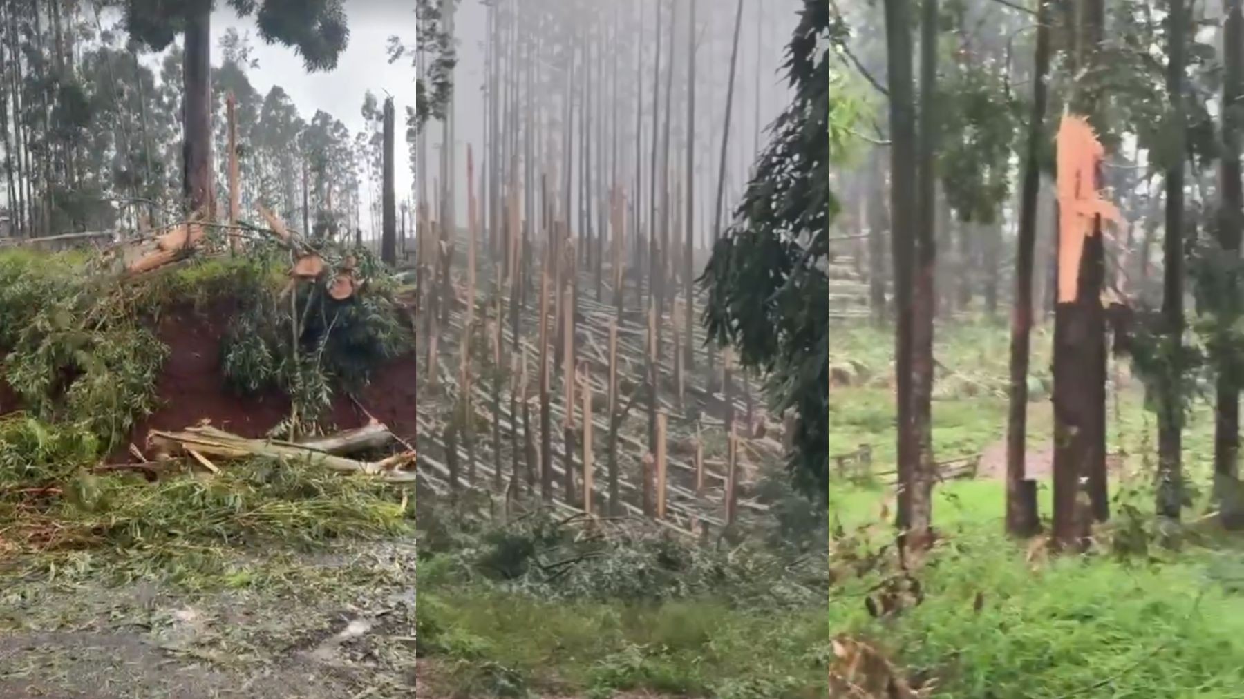 VÍDEO: tornado atinge plantação de eucaliptos e deixa rastro de destruição no Paraná