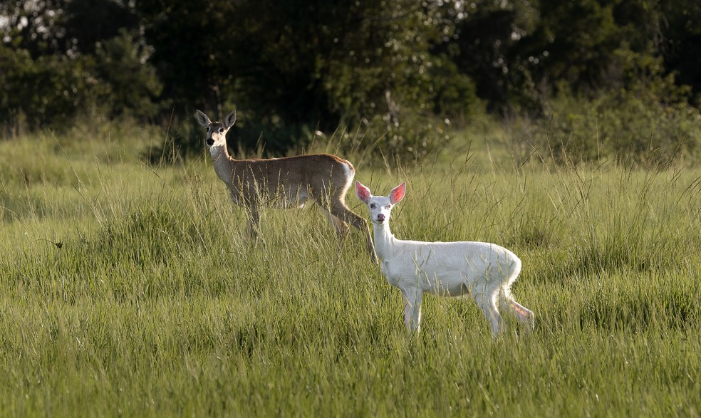 Veado-campeiro é uma espécie com grande presença no Pantanal — Foto: Bruno Sartori/Arquivo Pessoal