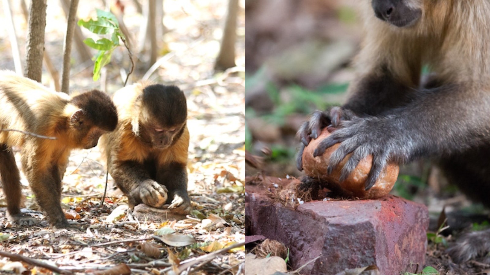 Pedras, varetas e mais: Macacos-prego usam ferramentas há 3 mil anos na Serra da Capivara, apontam estudos