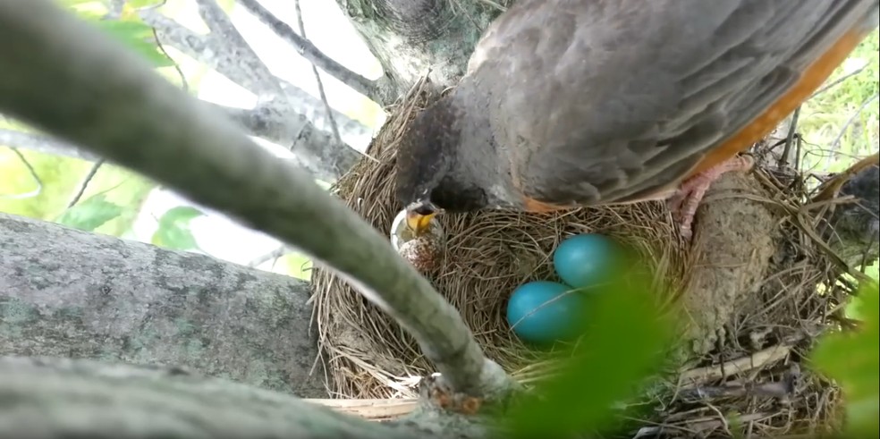 Vídeo mostra tordo-americano removendo ovo de chupim do ninho, image size:984x491