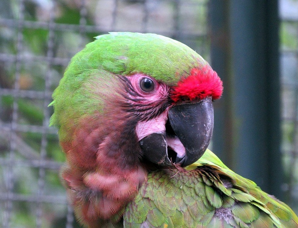 A Arara Yara, que não Era de Araraquara