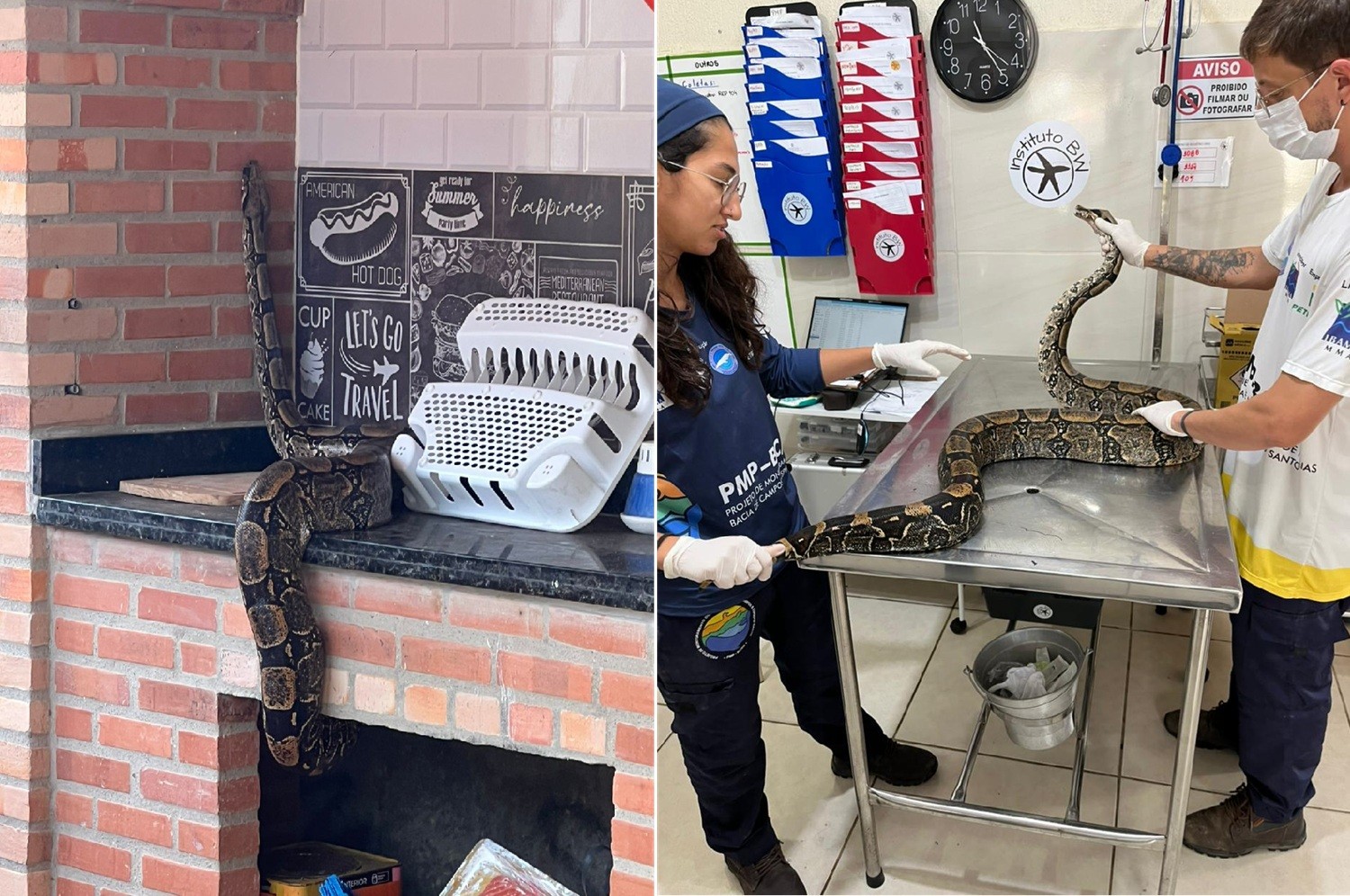 Jiboia de dois metros é resgatada de churrasqueira em casa de Araruama