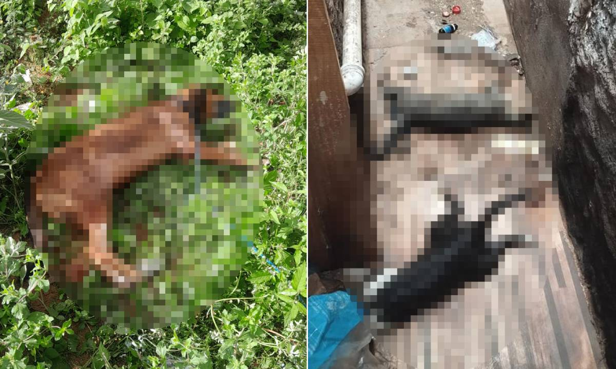 Polícia investiga mortes por envenenamento de cães e gatos em Jacobina; denúncia aponta mais de 20 casos