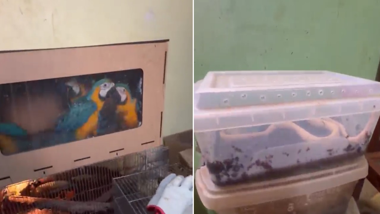 PM apreende 140 animais silvestres após fiscalização na Grande BH