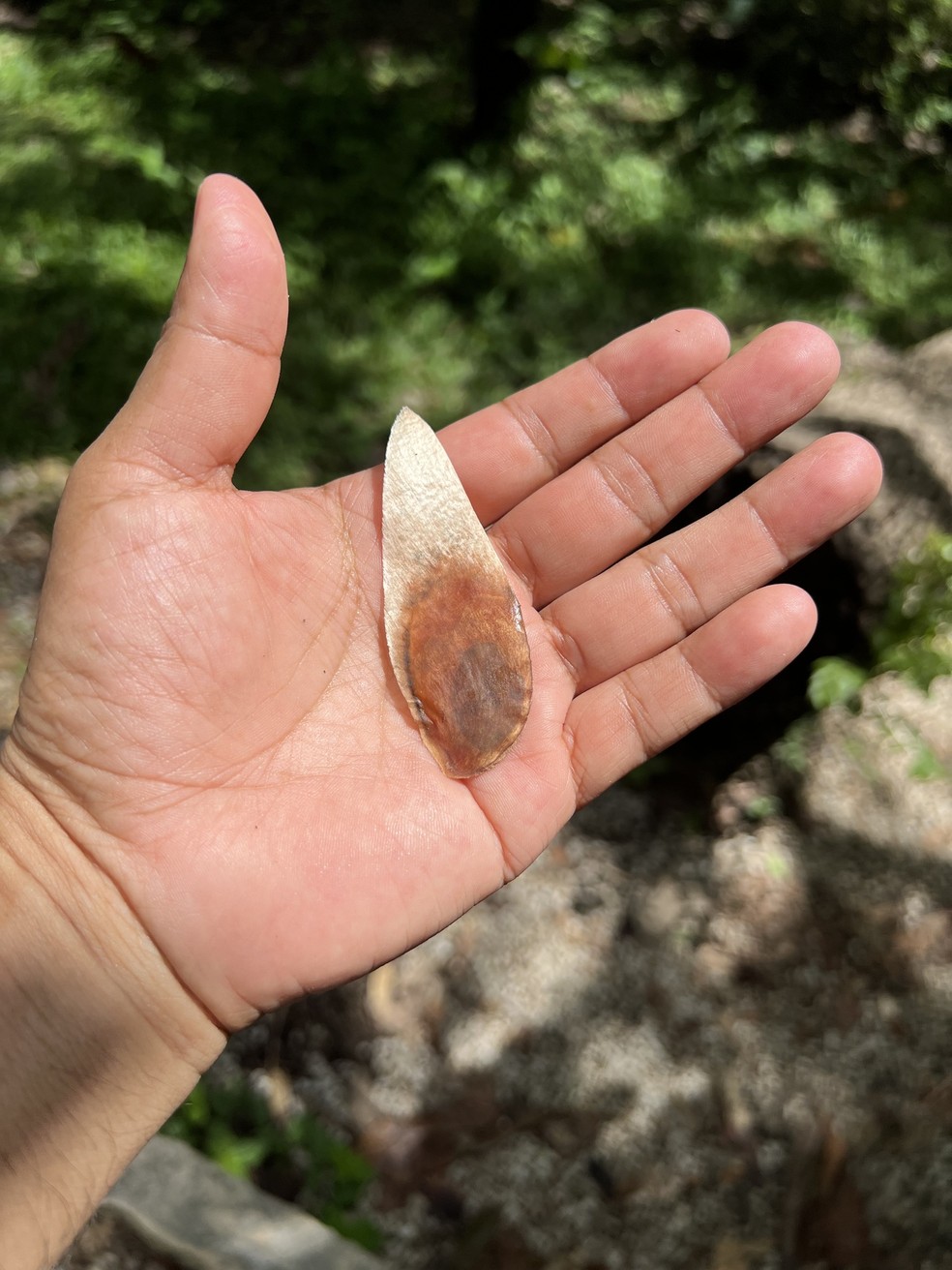 Árvores de 1970 afetadas pela enchente no RS serão derrubadas | G1