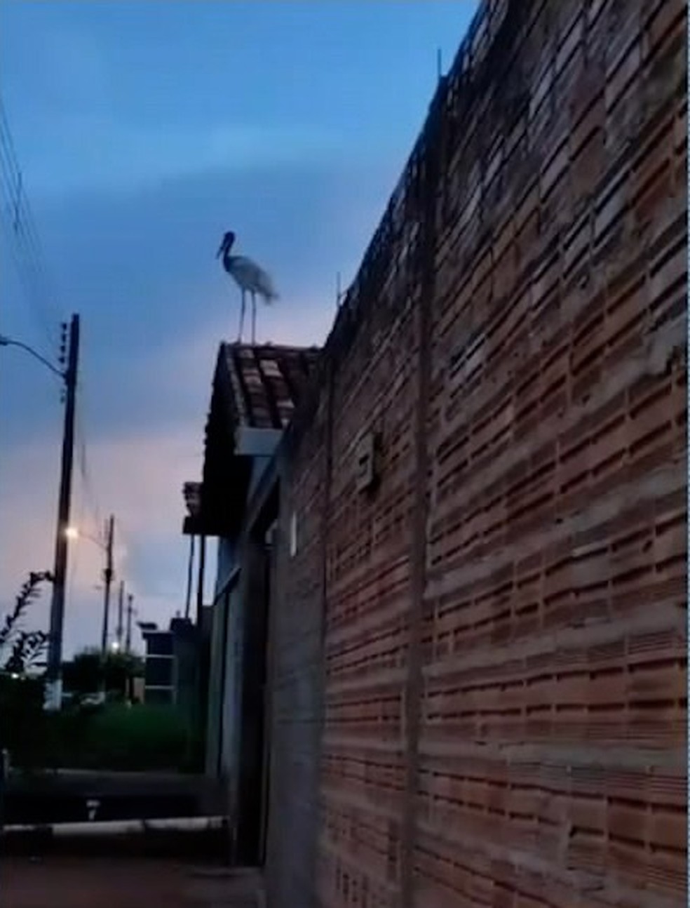 Tuiuiú faz morada em telhado de casa em Formoso do Araguaia — Foto: Reprodução/TV Anhanguera