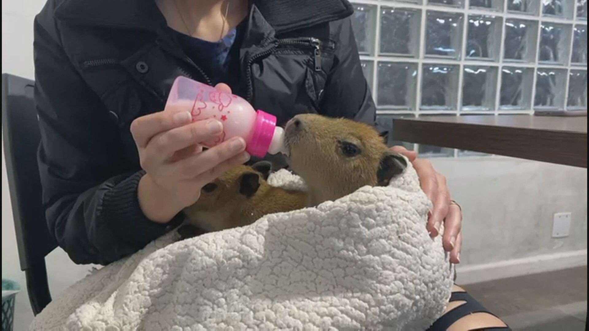 Filhotes de capivara são resgatados na Via Dutra e recebem leite na mamadeira; VÍDEO