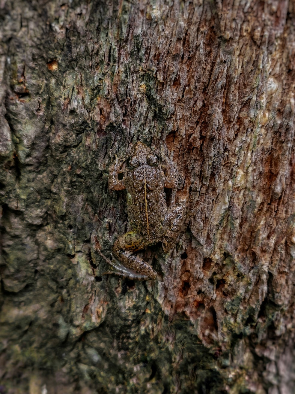 Mestre do disfarce: Rã asiática se camufla perfeitamente contra o tronco de uma árvore. — Foto: Sritam Kumar Sethy