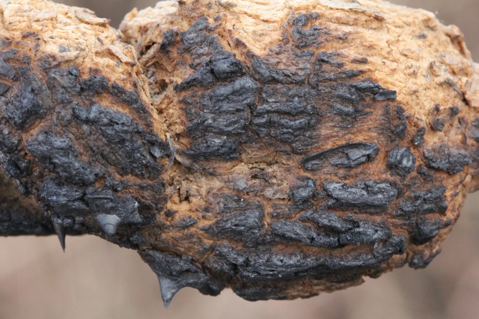 Larvas de insetos estavam em estruturas carbonizadas, mas sobreviveram  Foto: Arquivo Pessoal/Jean Carlos Santos