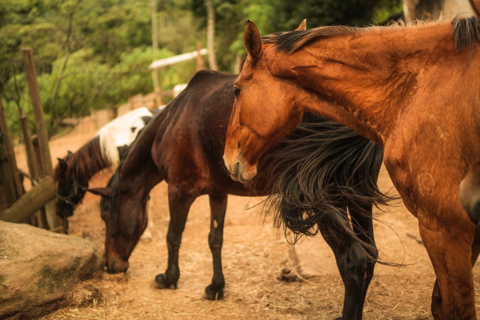 JOGOS DE CUIDAR DE ANIMAIS: Jogos de Cuidar de Cavalos